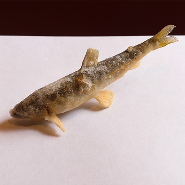 Tempura Kyoboshi: Masterful Counter-Style Tempura