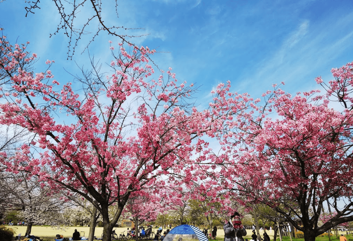 Nagai Park cover image