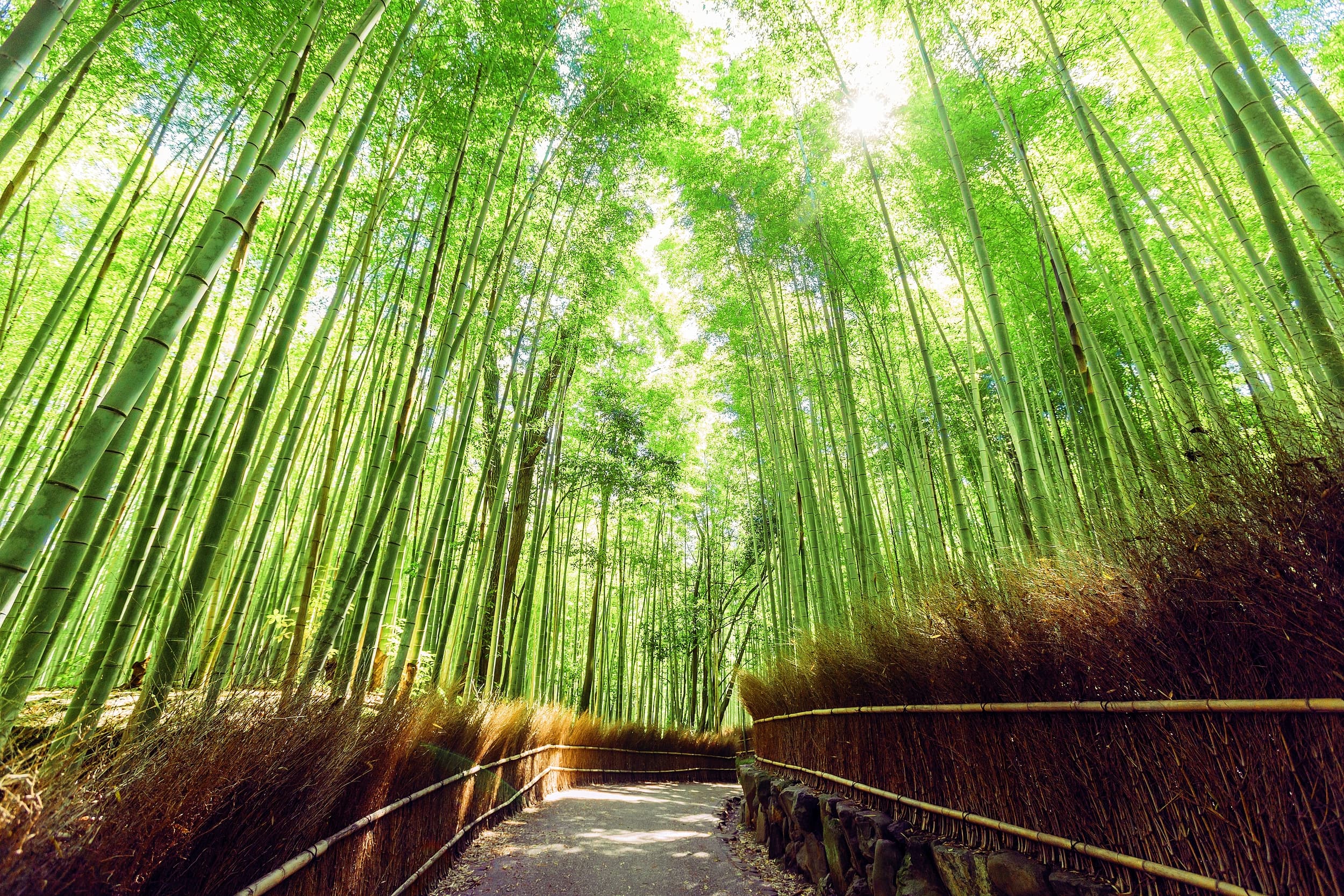 Sagano (Arashiyama) Bamboo Forest