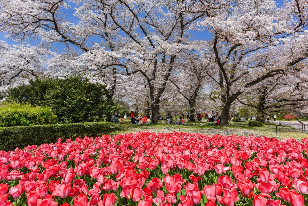 Kyoto Botanical Garden