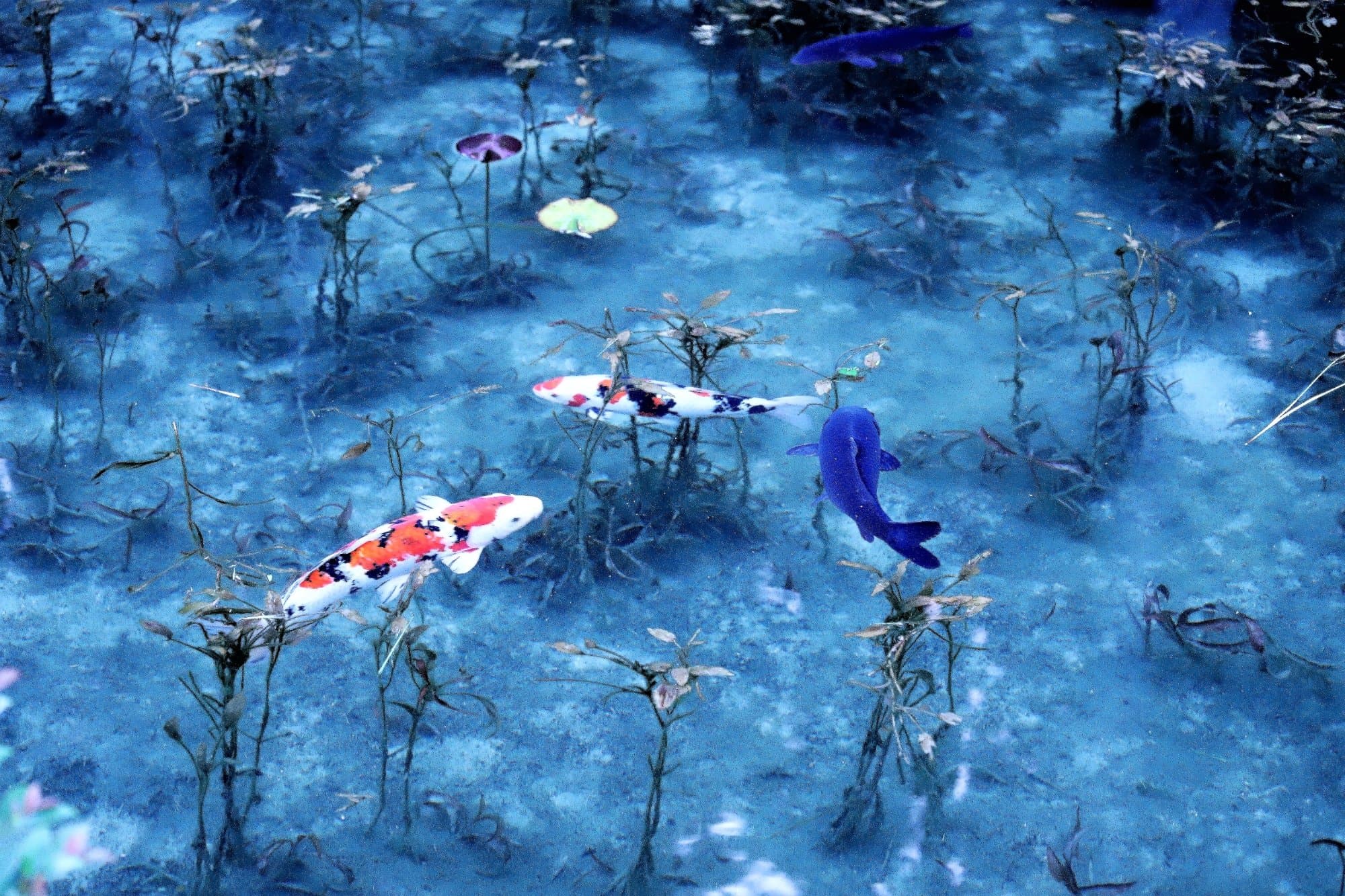 Monet's Pond