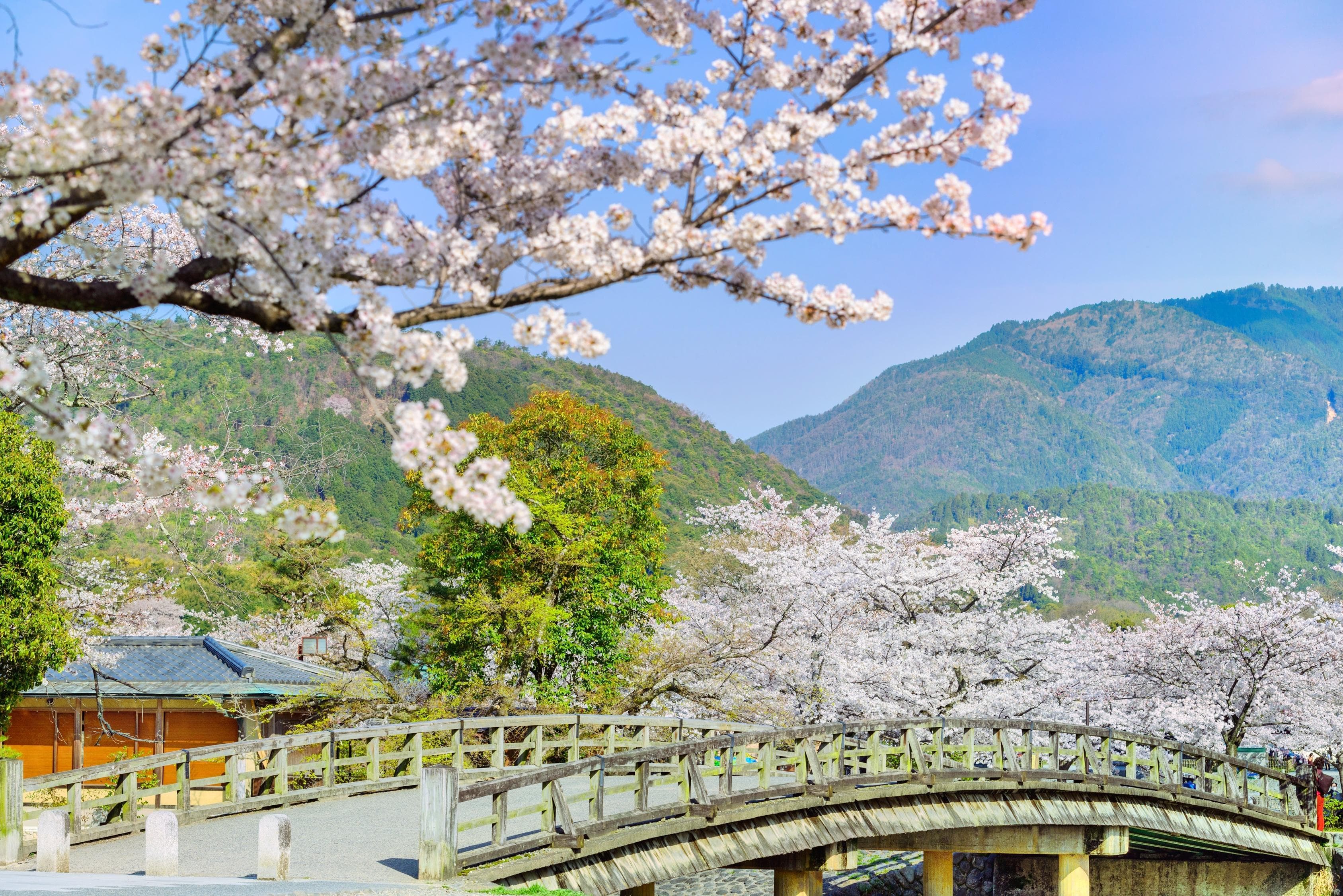 Iwatayama Monkey Park (Arashiyama)