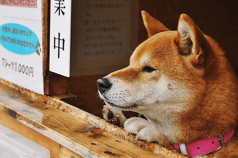 Dog's Roasted Sweet Potato Stand cover image