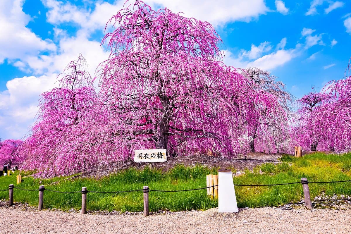 Suzuka Forest Garden