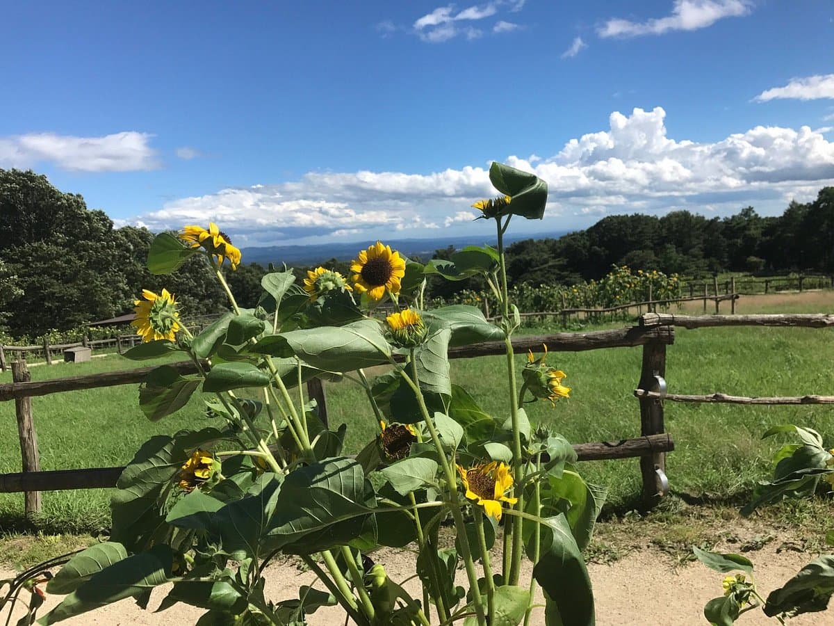 Minamigaoka Ranch