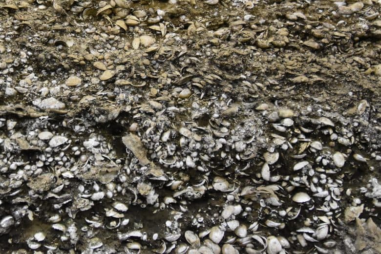 Kasori Shell Mounds
