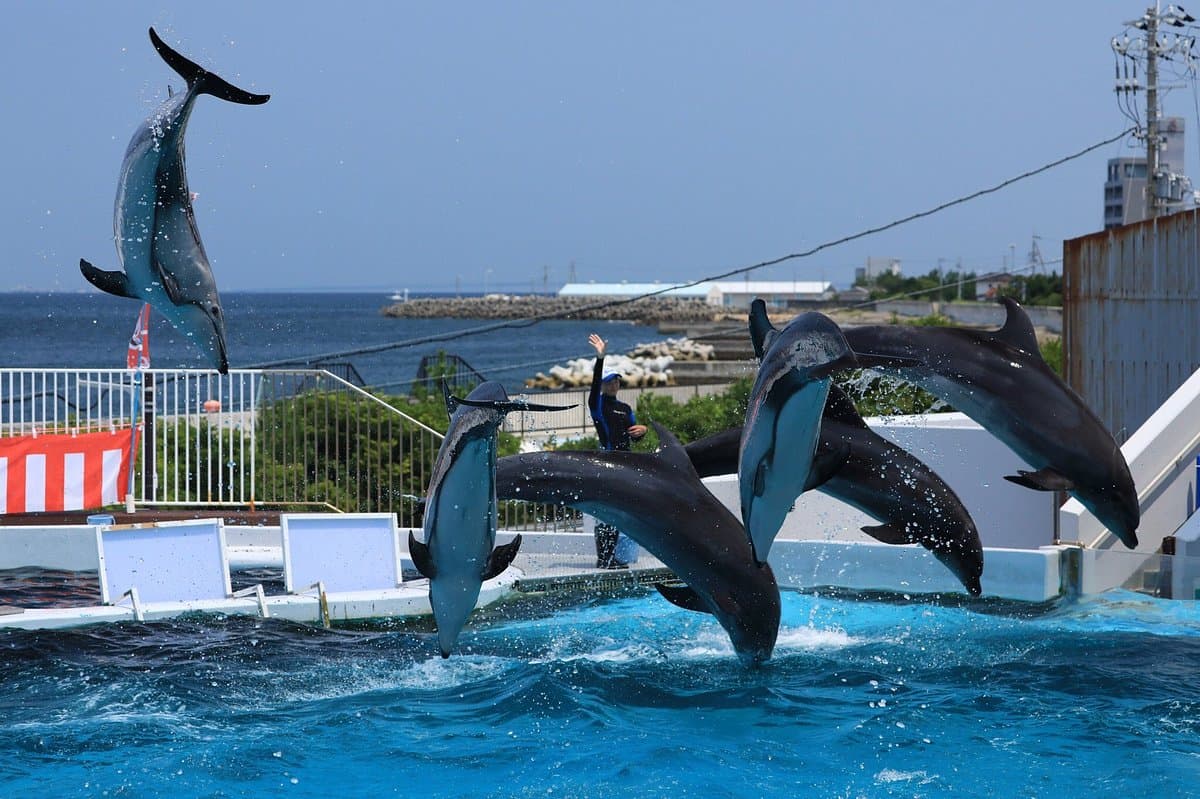 Misaki Amusement Park