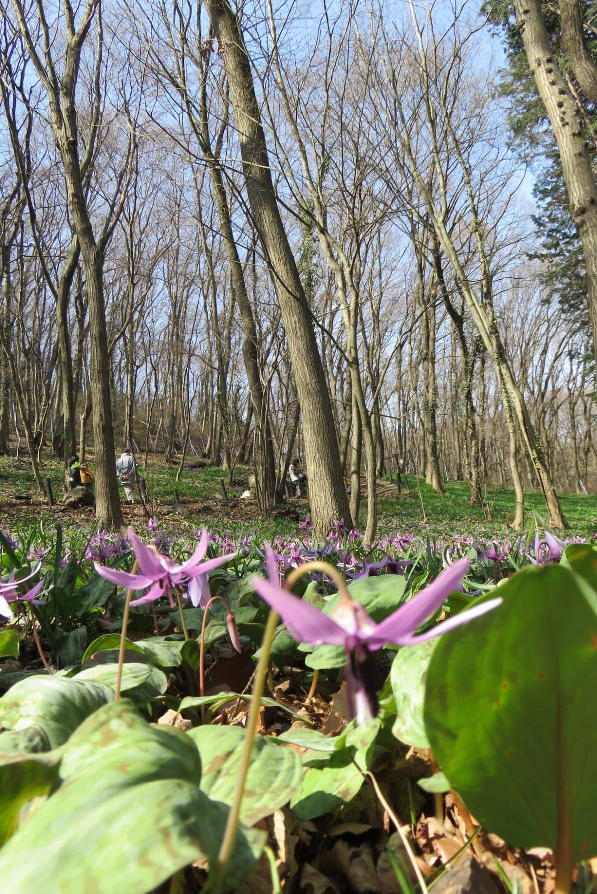 Manyo Nature Park Katakuri no Sato cover image