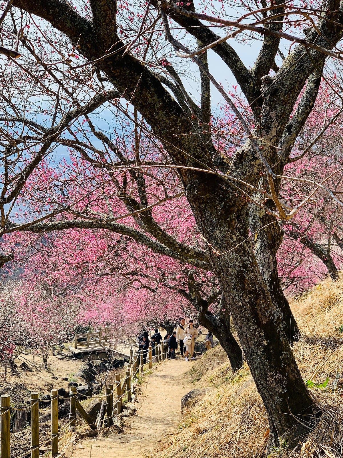 Mt. Tsukuba Ume Blossom Matsuri cover image