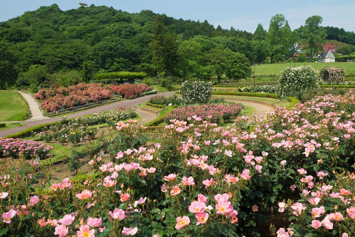 Ibaraki Flower Park