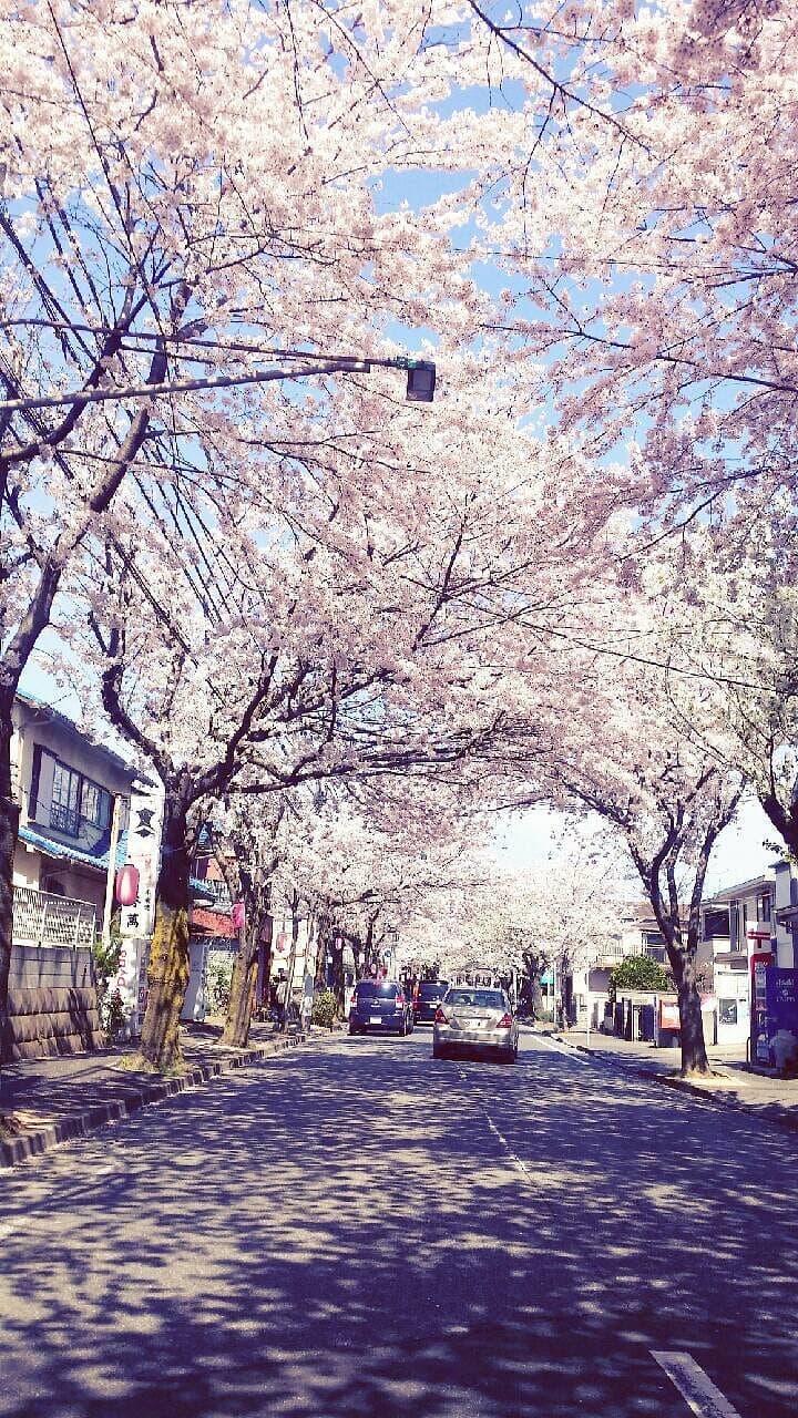 Tokiwadaira Cherry Blossom Promenade cover image