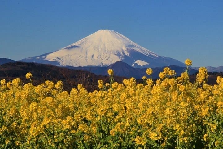 Azumayama Park cover image