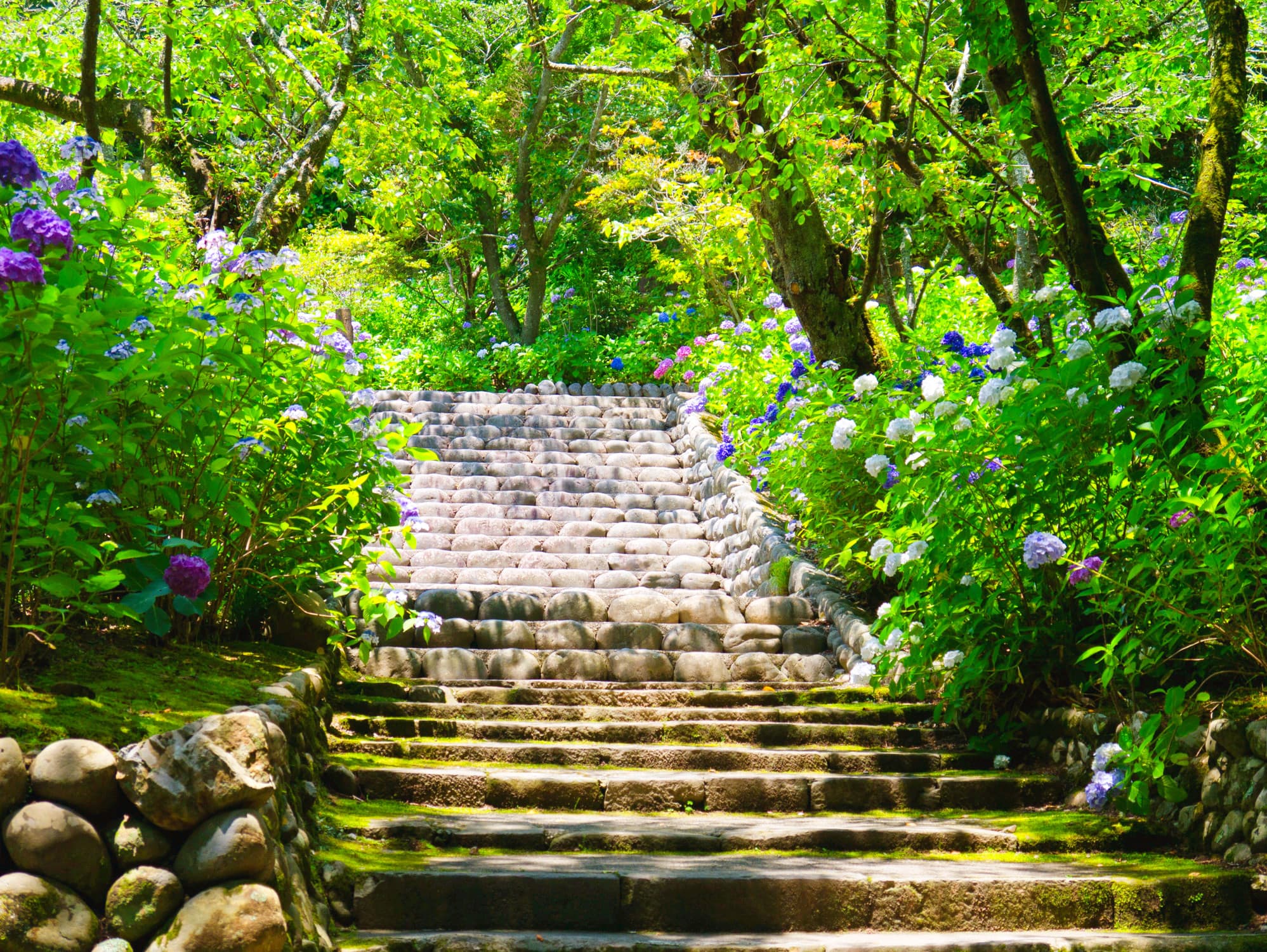 Hase-dera cover image