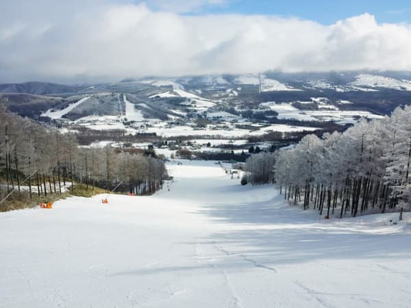 Sugadaira Kogen Pine Beak