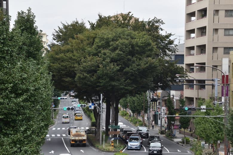Five Zelkovas of Kami-Itabashi