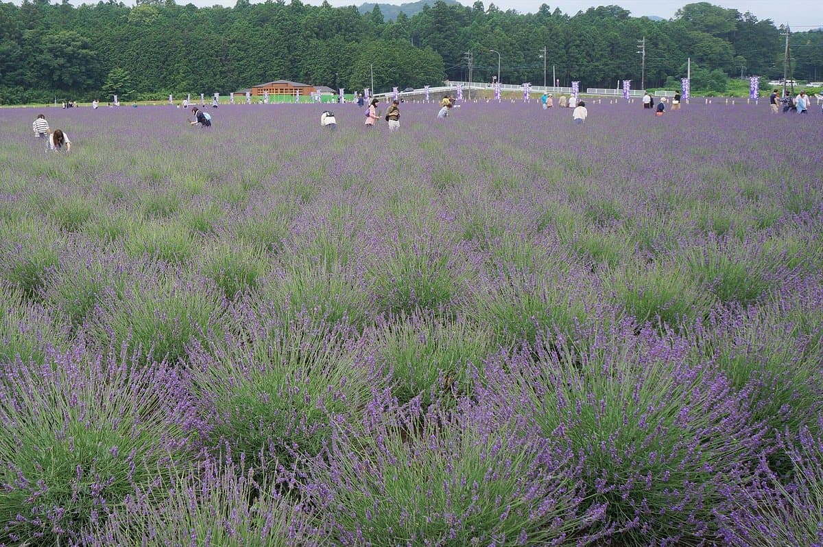 Ranzanmachi Sennen no Sono Lavender Field cover image
