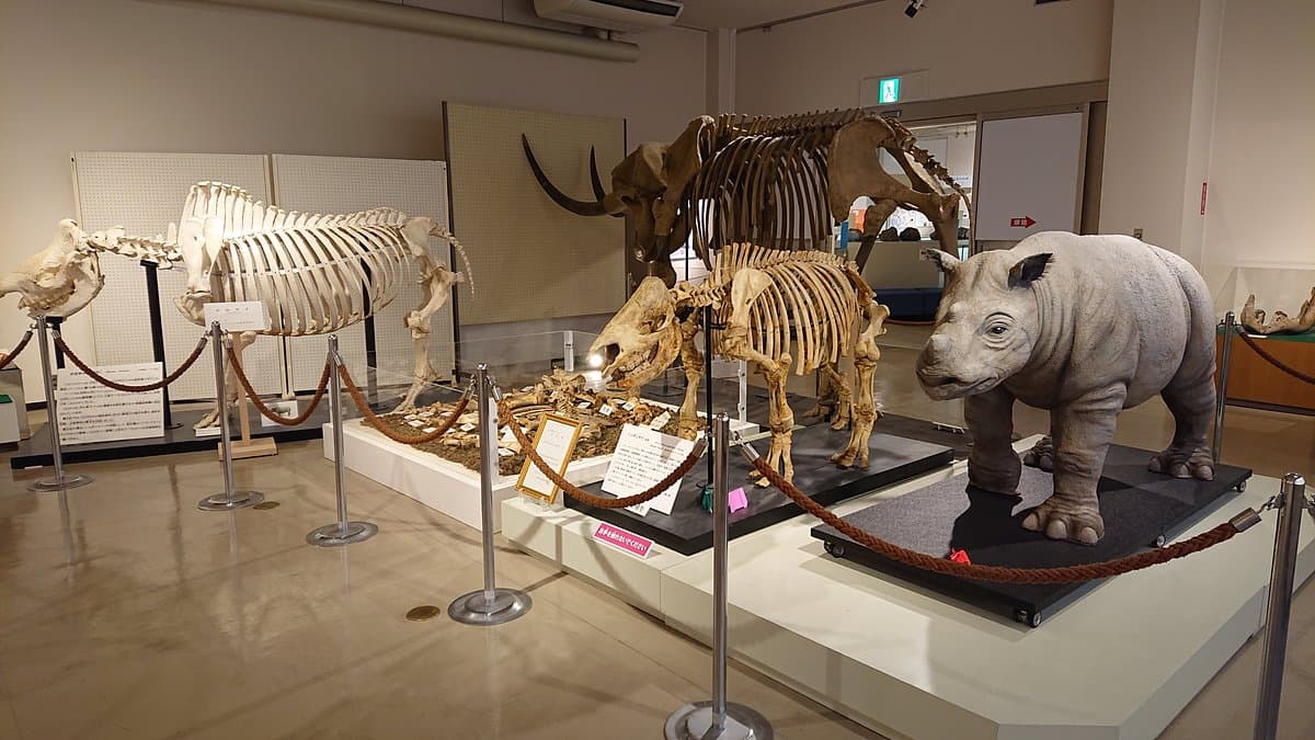 Kuzuu Fossil Museum