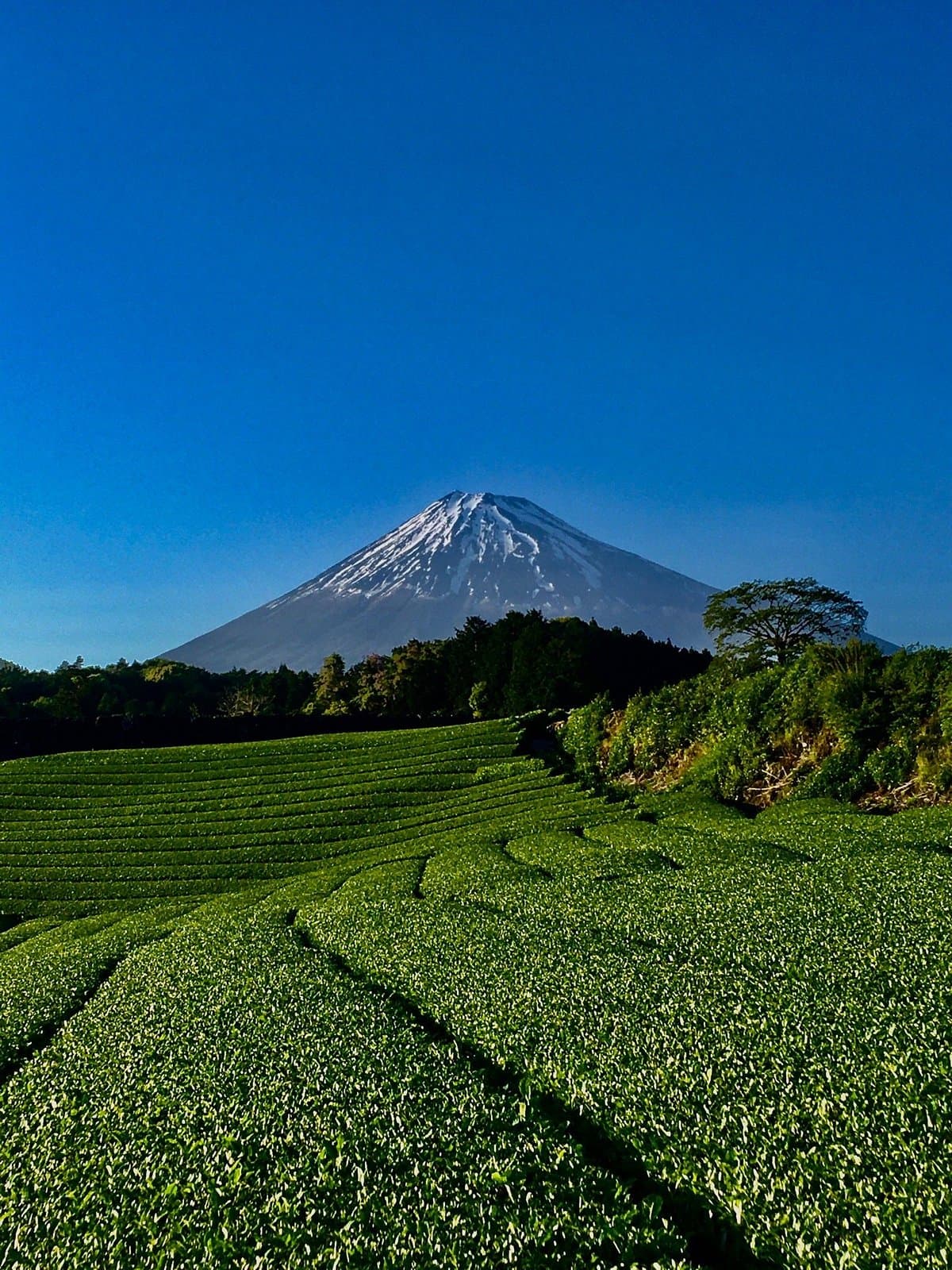 Imamiya Tea Plantation cover image