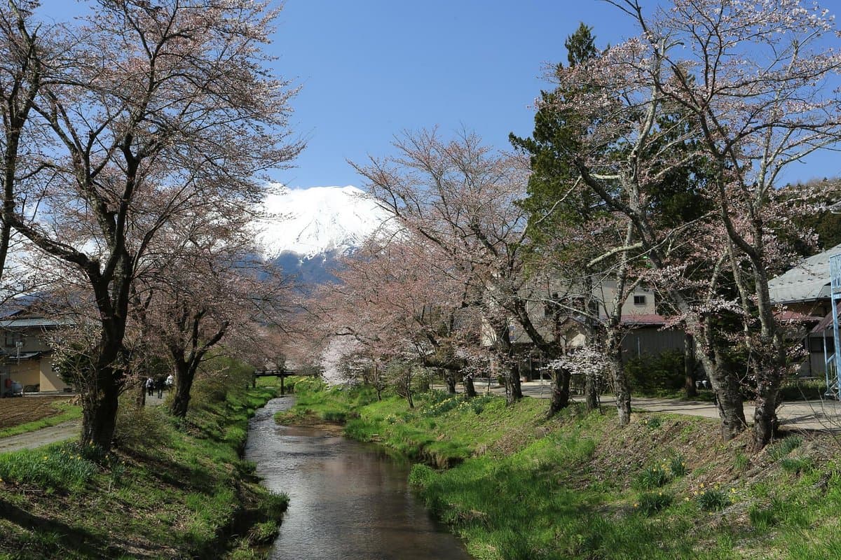Oshino Omiya Bridge cover image