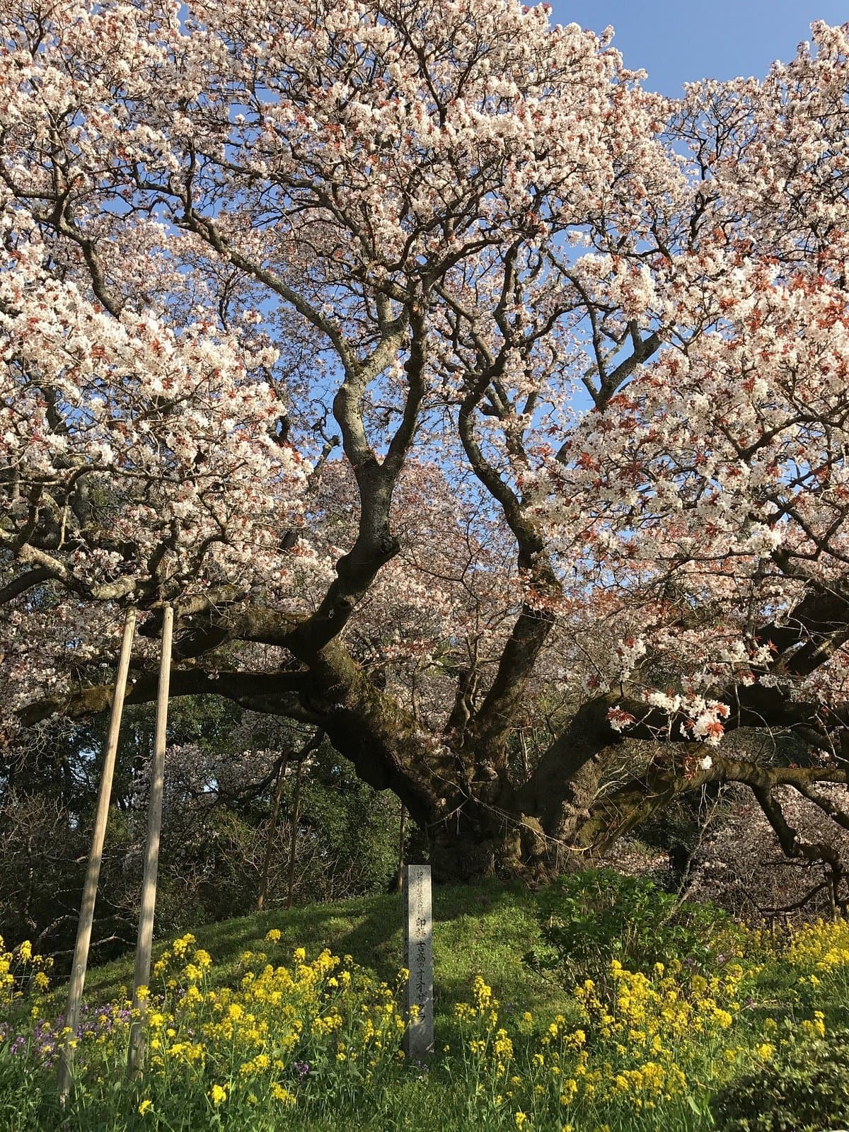 Yoshitaka no Ozakura