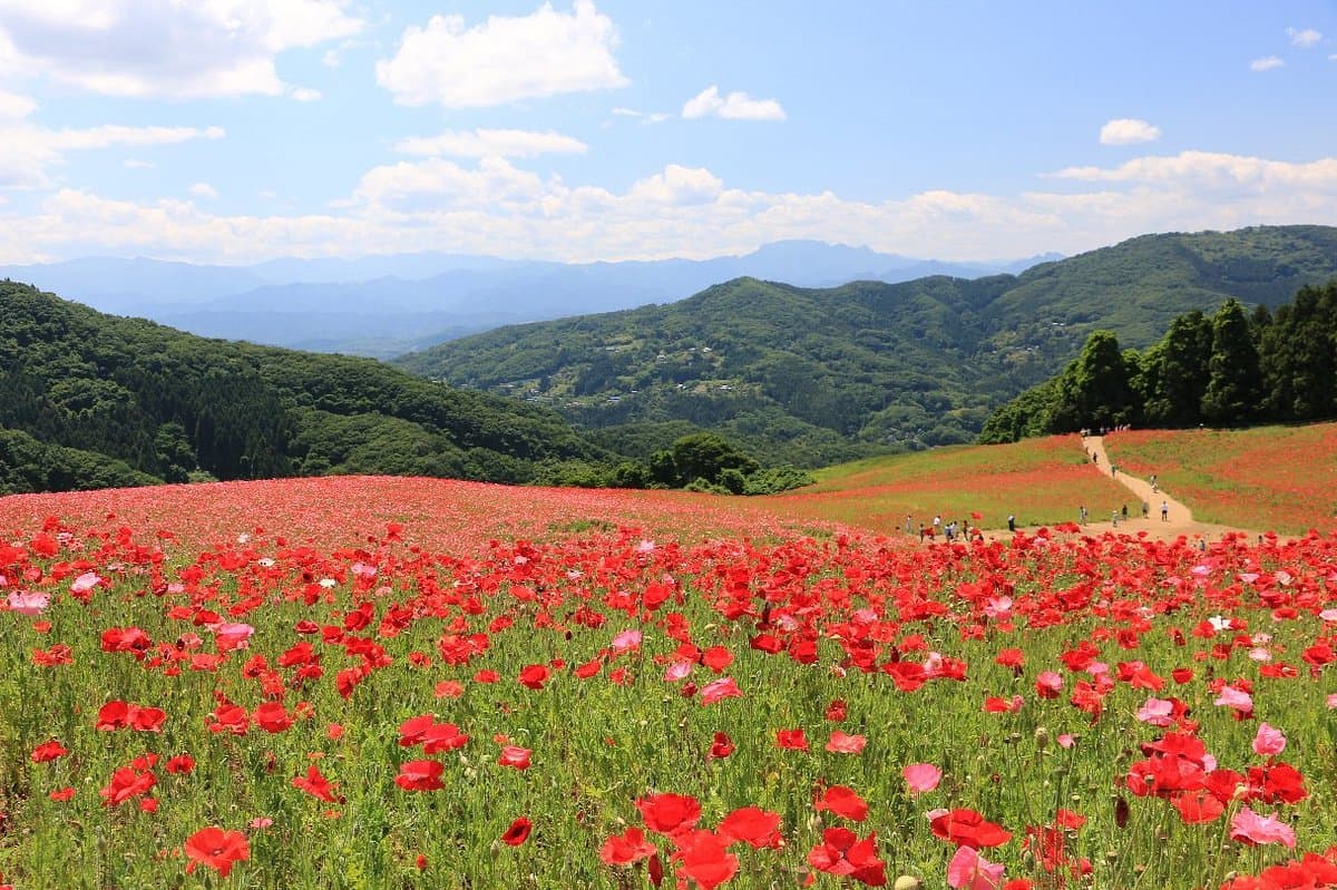 Chichibu Kogen Farm
