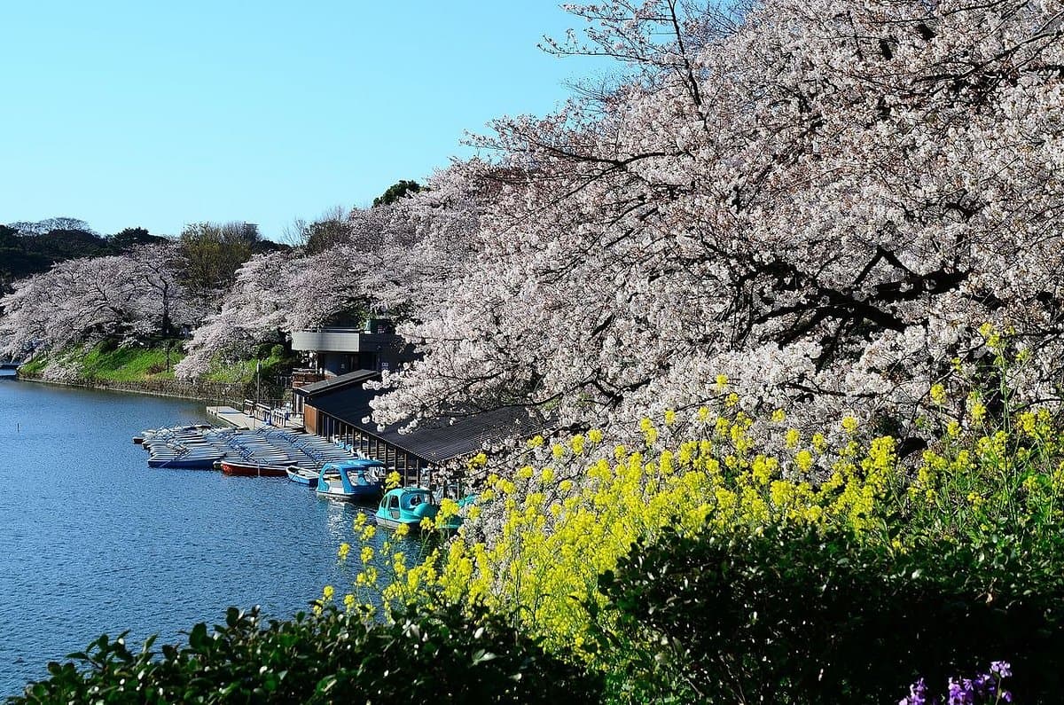 Chidorigafuchi cover image