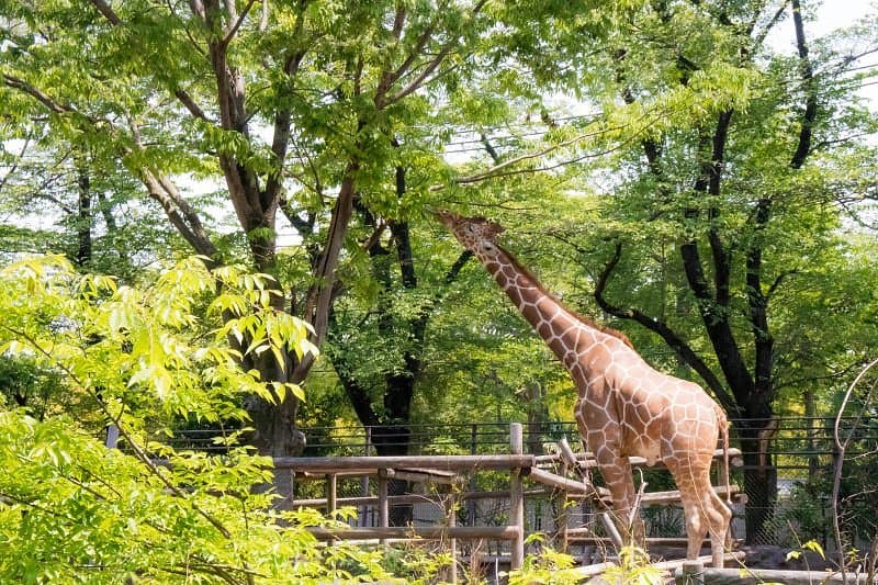 Hamura Zoo