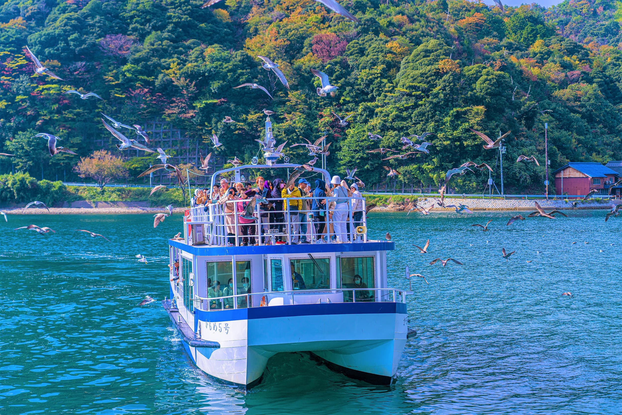 Ine Bay Sightseeing Boat cover image
