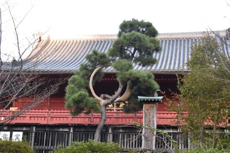 Moon Pine Tree