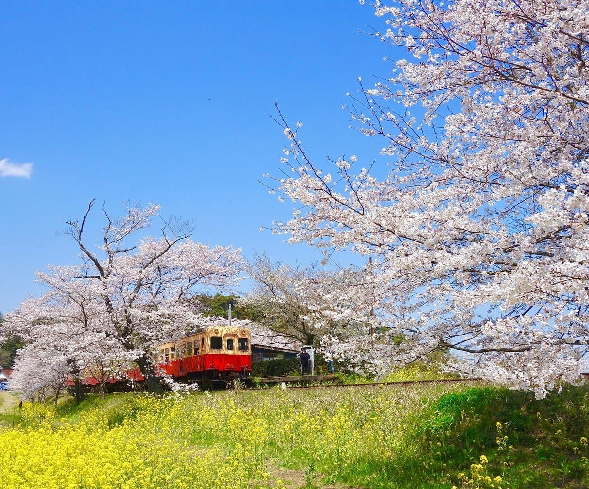 Itabu no Sakura