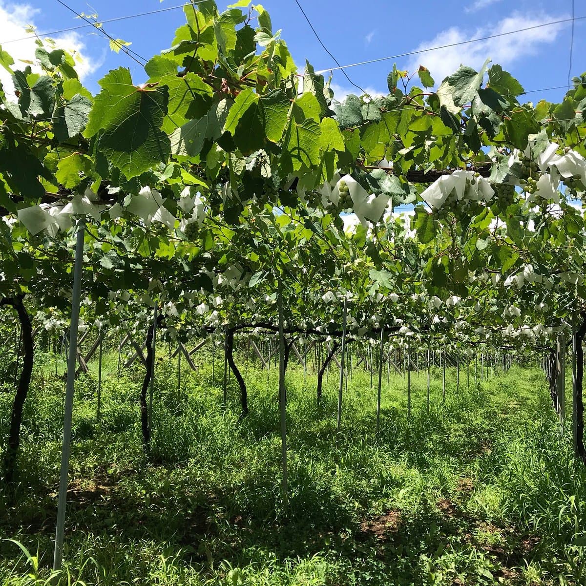 Katsunuma Winery