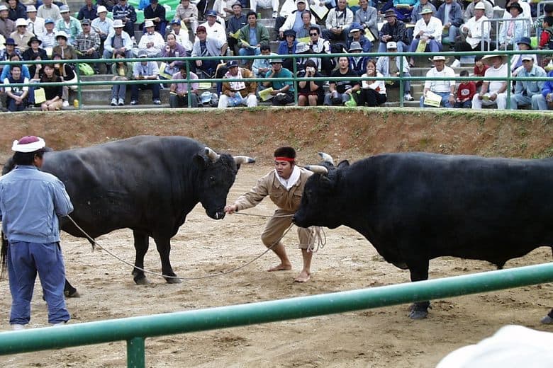 Okinawan Bullfights