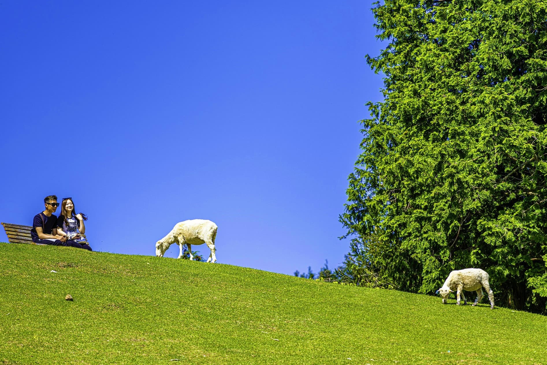 Rokkosan Pasture (Ranch)