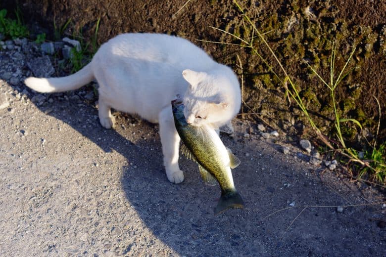 Okishima Island