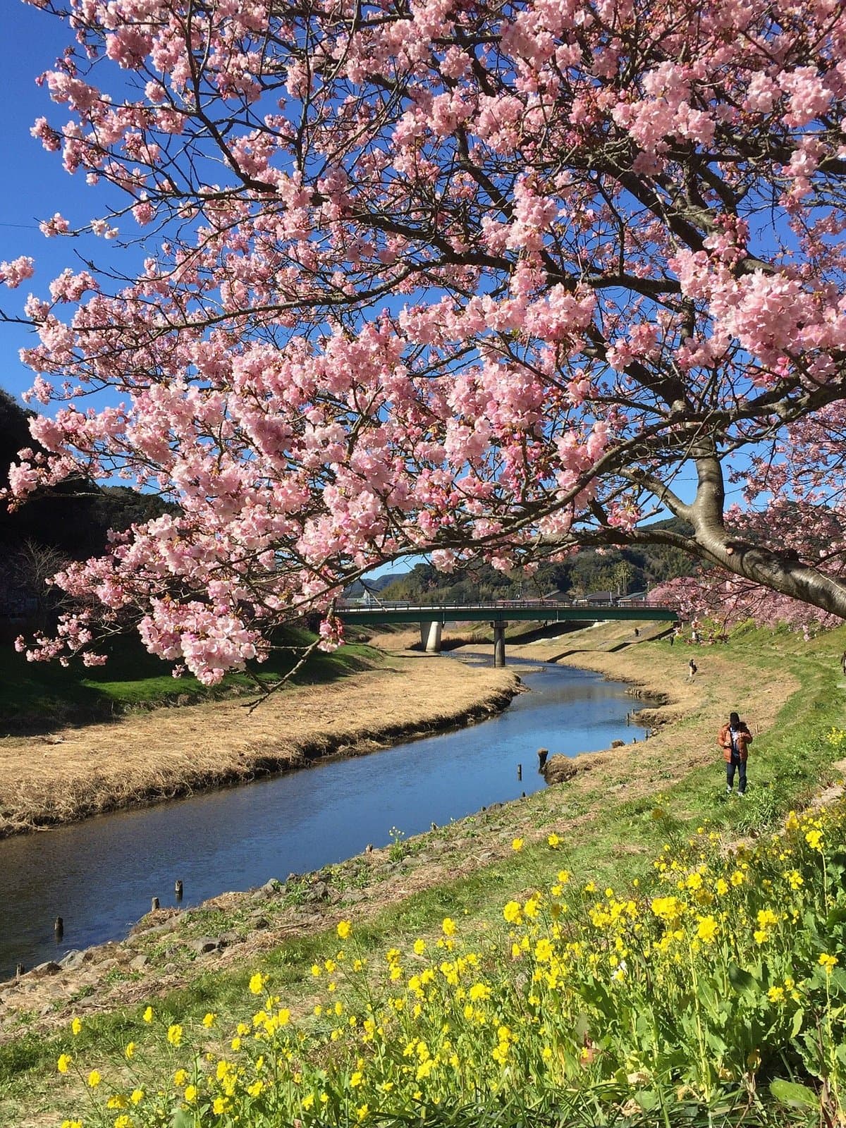 Aono River Cherry Blossoms cover image