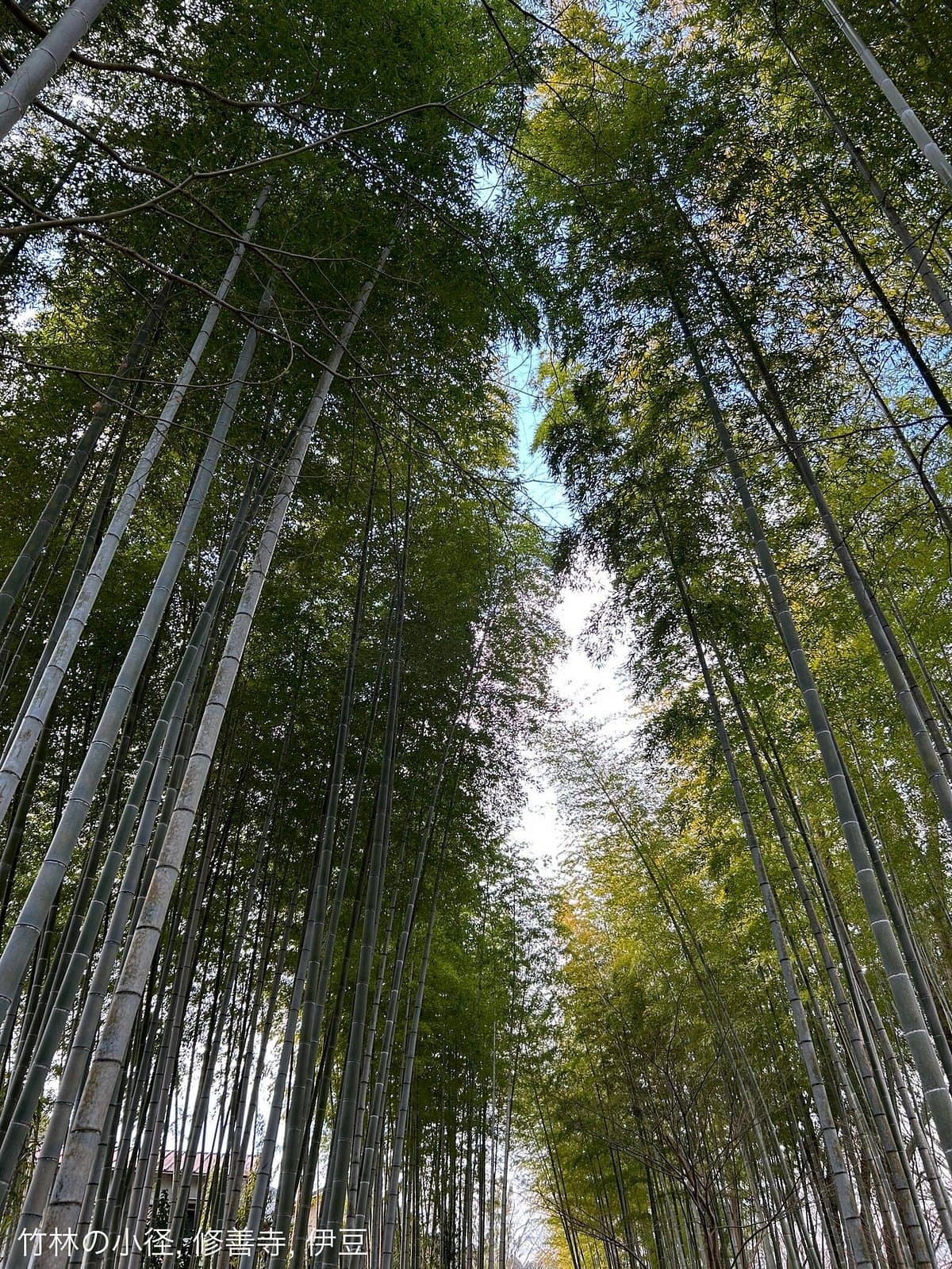 Chikurinnokomichi cover image