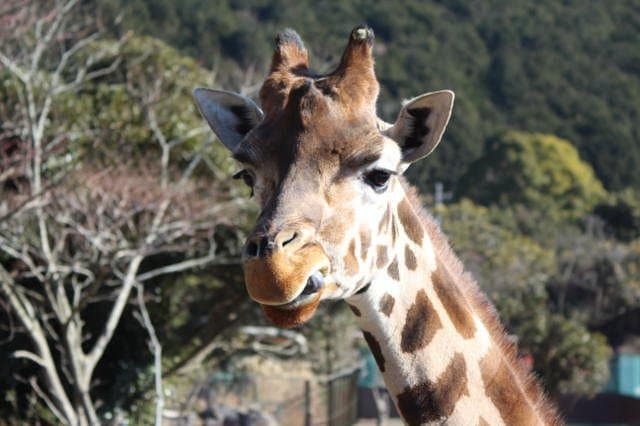 Izu Animal Kingdom