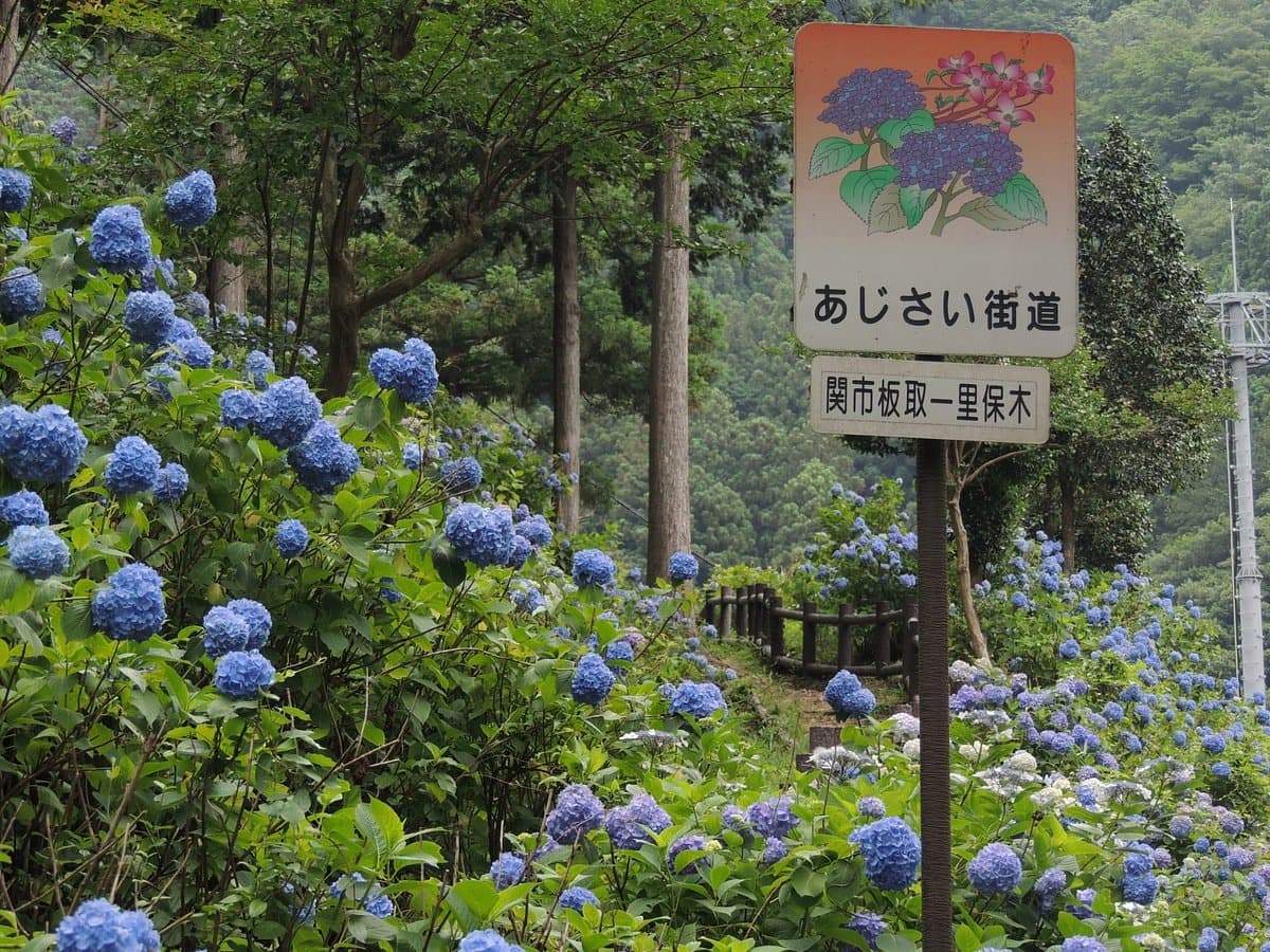 Ajisai Road