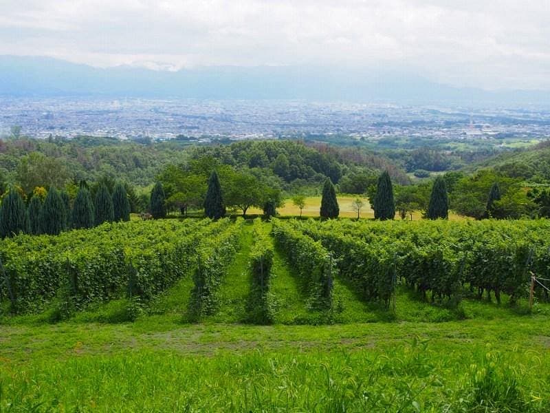 Suntory Tominooka Winery