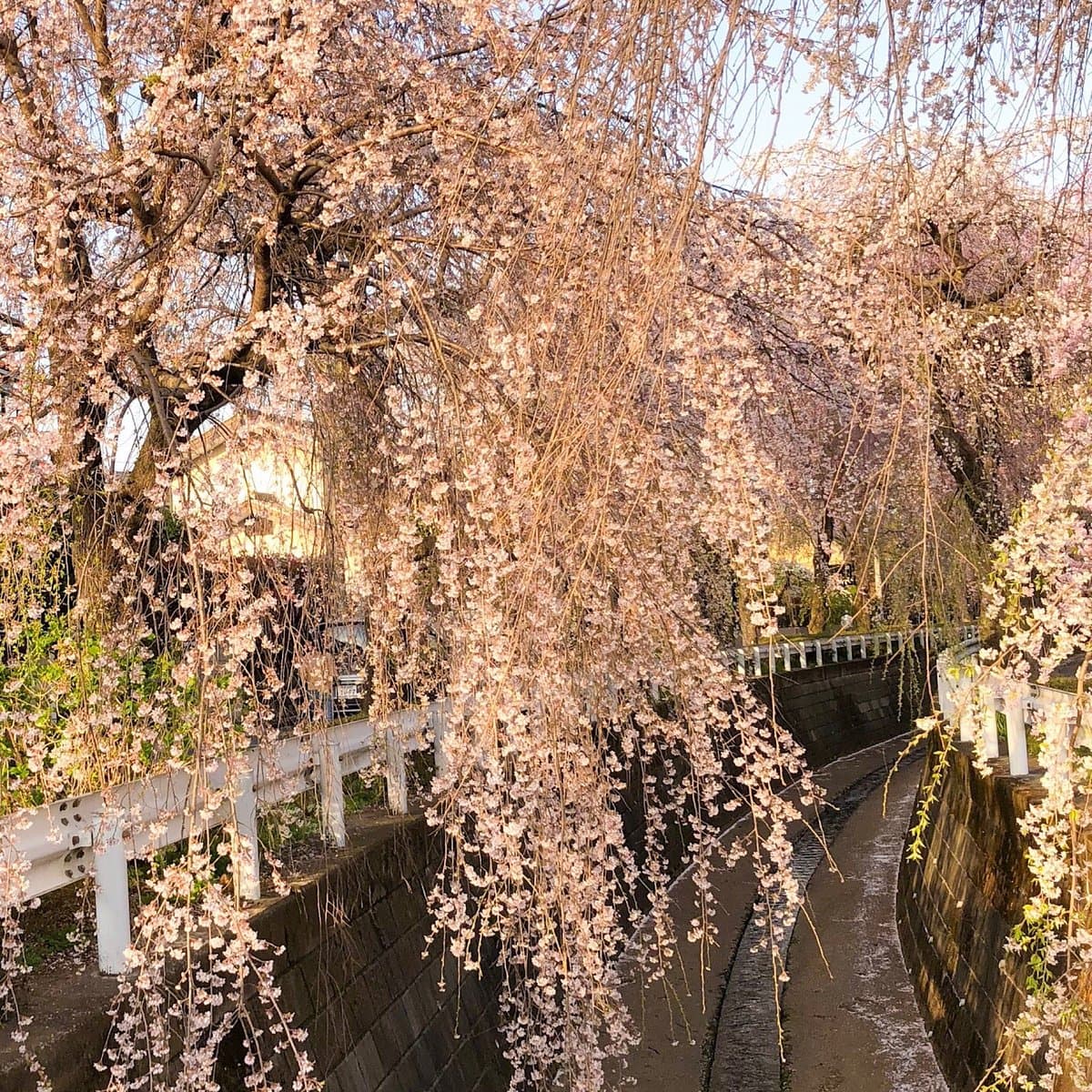 Shidarezakura of Sunagawabori