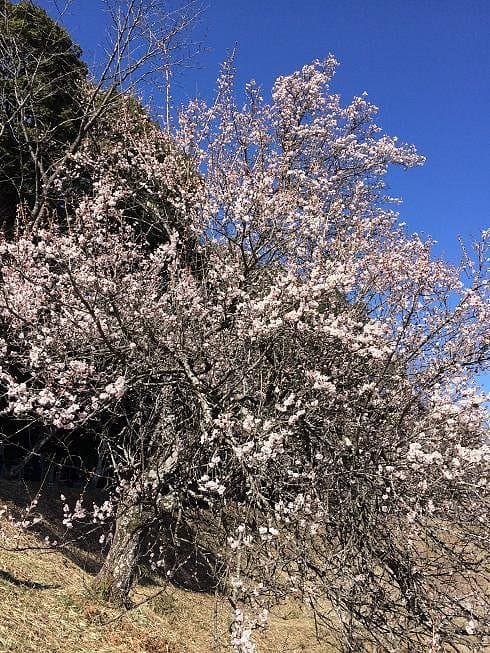 Kannonyama Umenosato Plum Grove