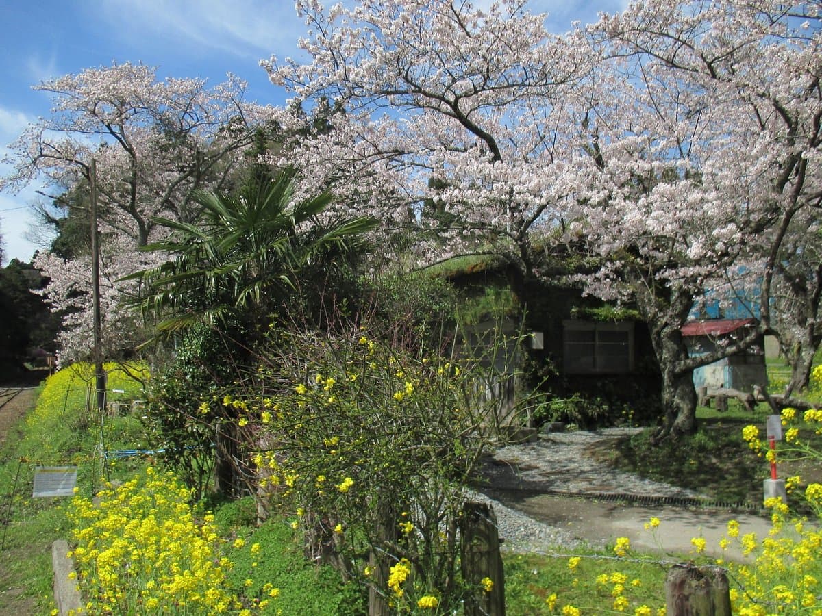 Mori Radio Station cover image