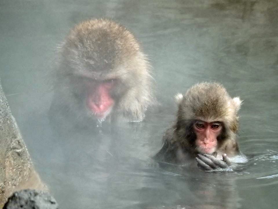 Chikozan Park Zoo cover image