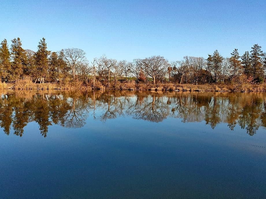 Saiko Doman Green Park cover image