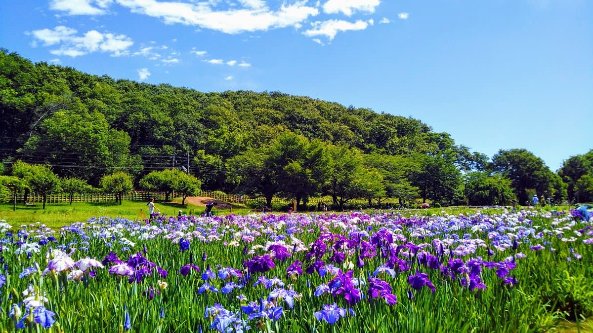 Kitayama Park cover image