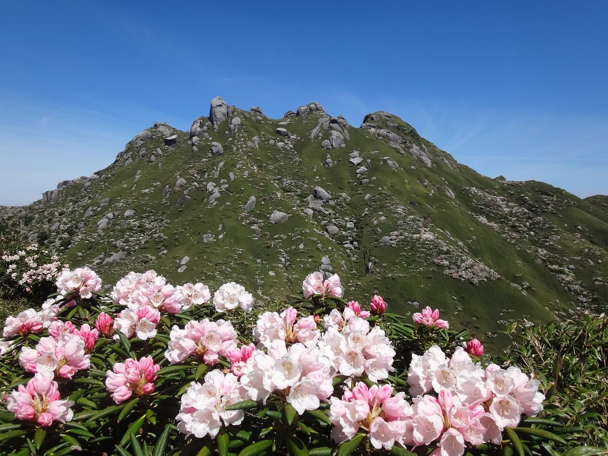 Yakushima National Park cover image