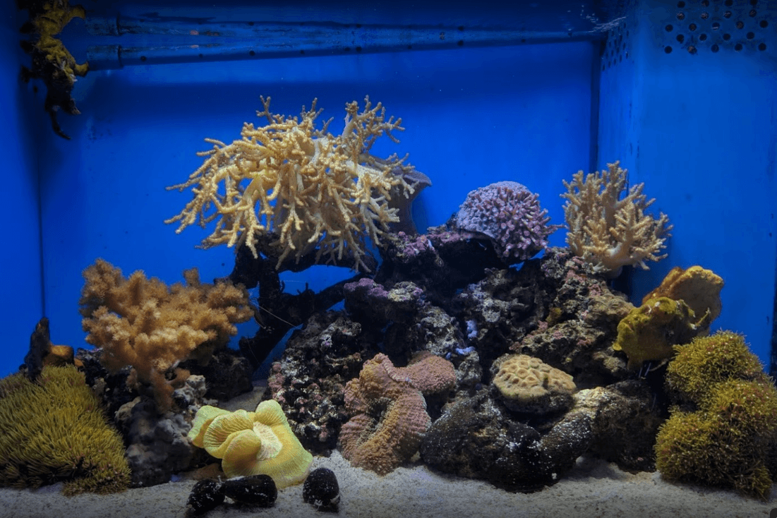Numazu Deep Sea Aquarium