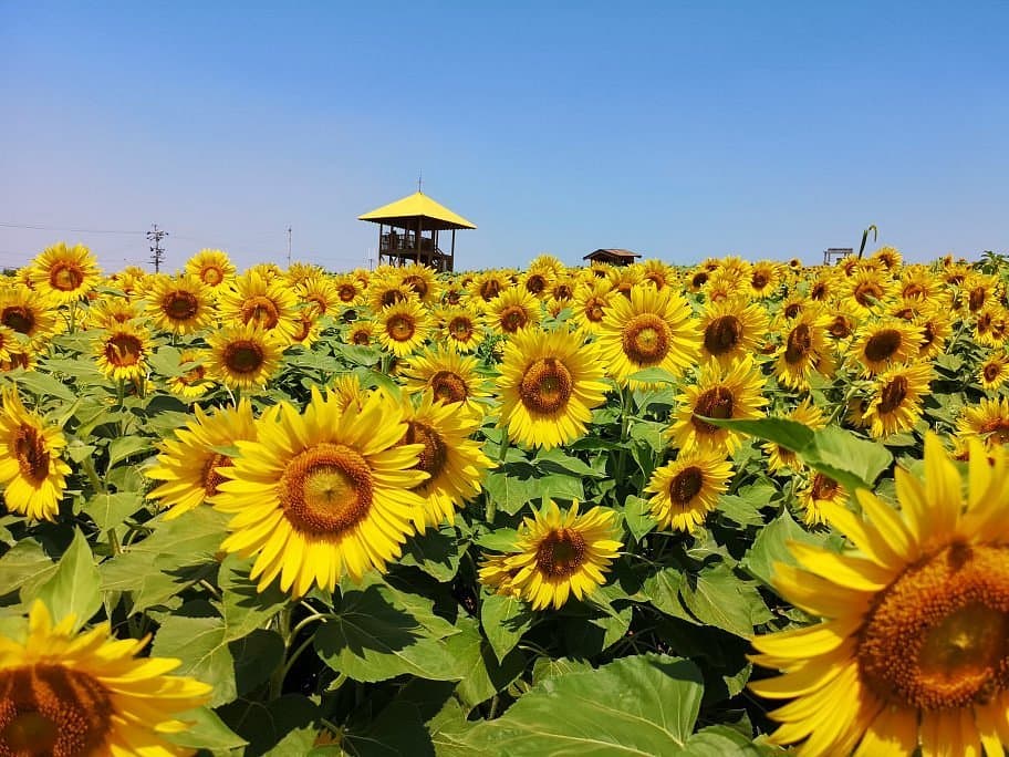 Aichi Farm