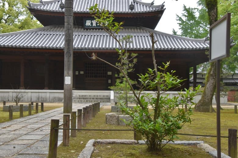 Japan’s First Tea Tree