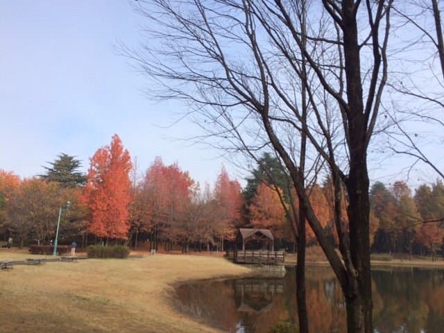 Sai-no-mori Iruma Park cover image